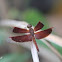 Maroon Grasshawk