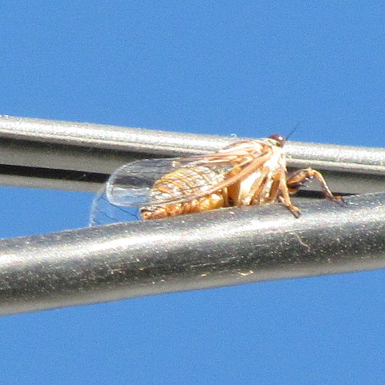 Spotting Image 1
