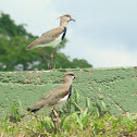 Southern Lapwing