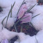 Crocus