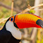 Toco Toucan