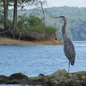 Great Blue Heron