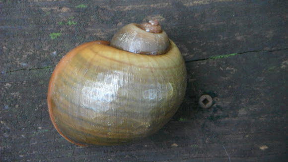 Spotting Image 1