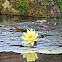 Yellow Water Lily