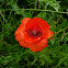 Red Poppy