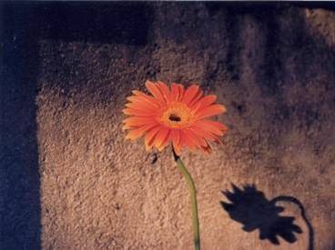[lonely flower[3].jpg]