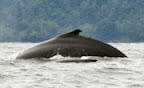 walvis