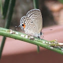 Gram Blue