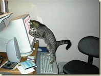 Gatinho computador