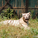 White tiger