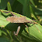 Gum tip-wilter bug