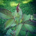 Hybrid pink tea rose