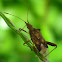 Scentless Plant Bug