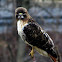 Red tail hawk