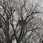 bald eagle nest
