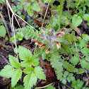 Wood Betony / Lousewort