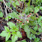 Wood Betony / Lousewort