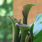 Carolina anole