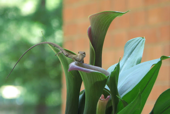 Spotting Image 1