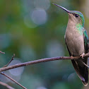 Violet-capped Woodnymph