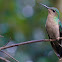 Violet-capped Woodnymph