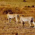 cheetah