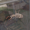 Praying mantis