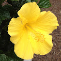 Yellow hibiscus.