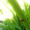 Ladybug