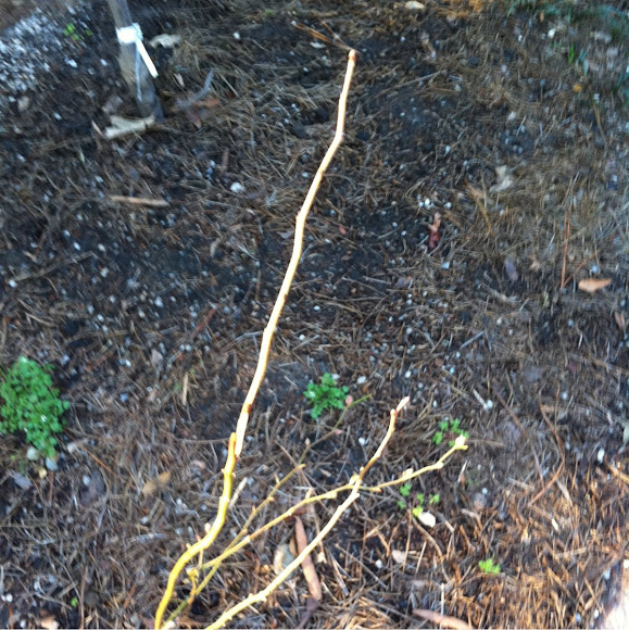 Spotting Image 1
