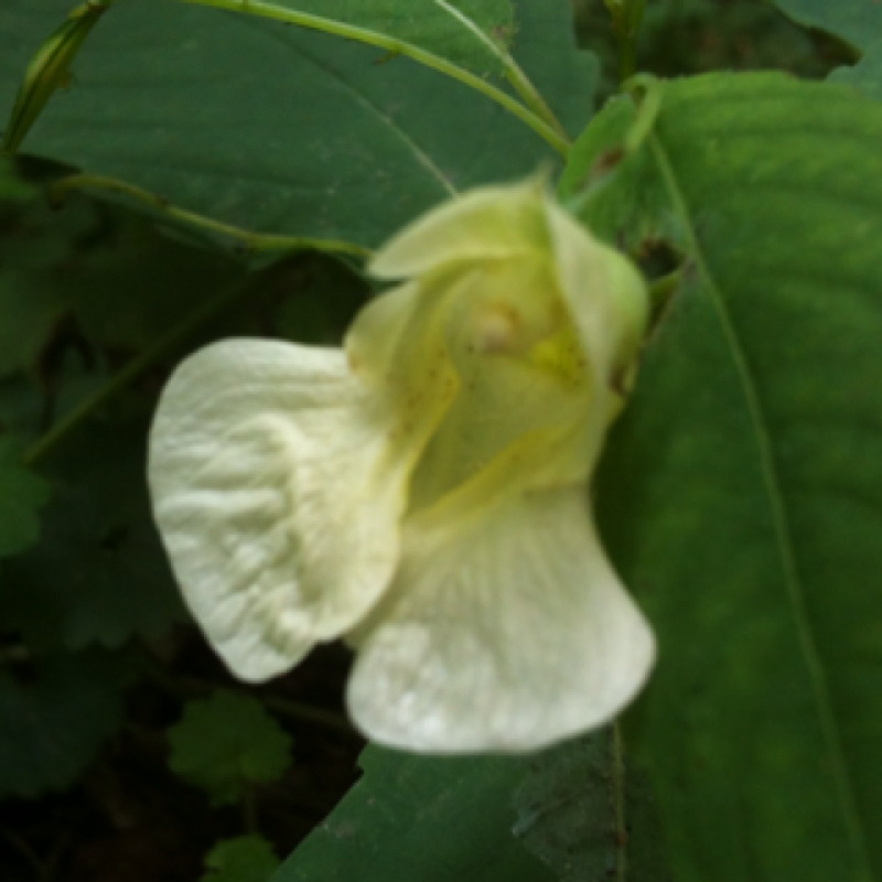 Pale Jewelweed