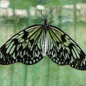 Paper Kite, Rice Paper, or Large Tree Nymph