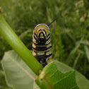 Monarch Caterpillar