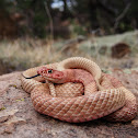 Coachwhip