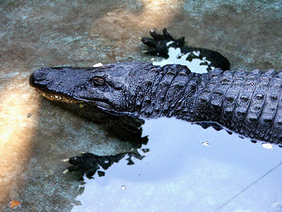 aligator.jpg