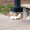 Albino squirrel