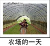 农场的一天