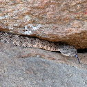 Southwestern Speckled Rattlesnake