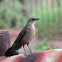 Common grackle
