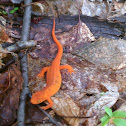 Eastern Newt