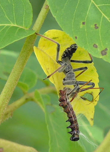 Assassin+bug+nymph+photo