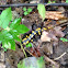 Fire Salamander