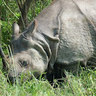 Rhinoceros