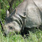Rhinoceros