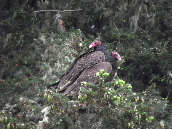 Spotting Image 1