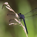 Slaty Skimmer