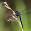 Slaty Skimmer