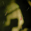 phantom crane fly