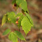 Poison Ivy