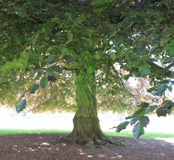 Copper Beech Tree Project Noah